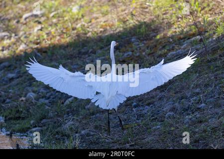 Grande Aigrette (Ardea alba) im Frühling Stockfoto