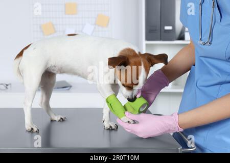 Tierarzt, der Verband an der Hundepfote anlegt, am Tisch in der Klinik, Nahaufnahme Stockfoto