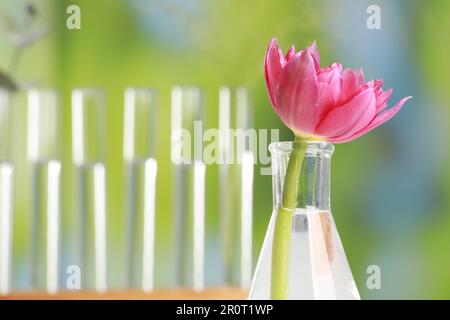 Schöne rosa Blume in einem Laborglaskolben gegen verschwommene Reagenzgläser, Nahaufnahme. Platz für Text Stockfoto