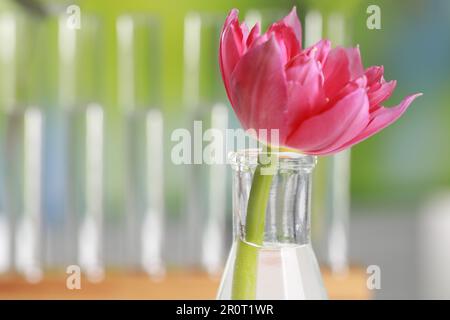 Schöne rosa Blume in Laborglasgeräten gegen verschwommene Reagenzgläser, Nahaufnahme. Platz für Text Stockfoto