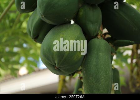 Unreife Papaya-Früchte wachsen auf Bäumen im Freien, Nahaufnahme Stockfoto