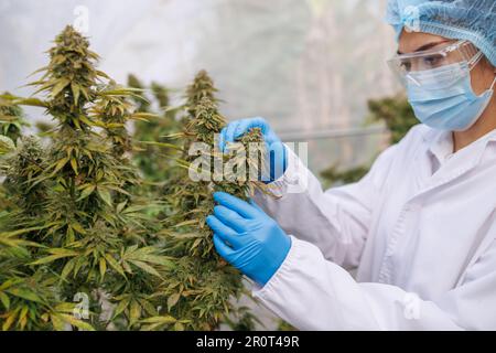 Marihuana-Forschung, Wissenschaftlerin im Hanffeld, die Pflanzen und Blumen untersucht, Konzept der alternativen Kräutermedizin, Marihuana. Organische Hanfkräuter Stockfoto