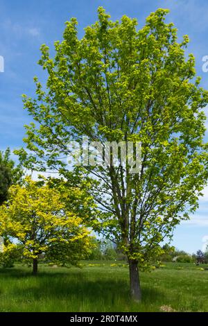 Zwei Ahornbäume Acer cappadocicum, Acer Campestre, Kultivare, 'Aureum' und 'Postelense' kappadokischer Ahorn, Ahorn, Garten im Frühling Stockfoto