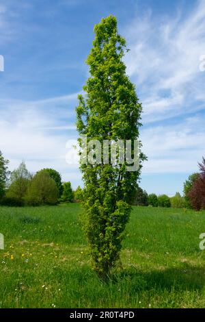 Englische Eiche, Quercus robur 'Pulverulenta', Frühling schmaler Säulenbaum Habitus Stockfoto