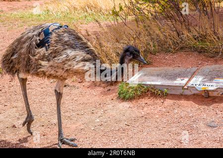 Ein Kangaroo Island Emu in Colorado Springs, Colorado Stockfoto