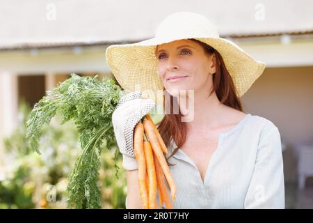 Mein eigenes gesundes Gemüse anzubauen. Eine schöne Frau, die Gartenhandschuhe trägt, hält einen Haufen frisch geernteter Karotten. Stockfoto