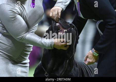 New York, USA. 09. Mai 2023. In der Arbeitsgruppe wird ein neapolitanischer Mastiff namens „Hilario“ von einem Richter am letzten Jüngsten Tag der Westminster Kennel Club Dog Show 147. im USTA Billie Jean King National Tennis Center in Flushing Meadows-Corona Park, Queens, New York, am Montag, den 9. Mai 2023, angesehen. (Foto: Anthony Behar/Sipa USA) Guthaben: SIPA USA/Alamy Live News Stockfoto