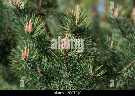 Pinus sylvestris, Schotten kiefern junge Knospen auf Zweigen, schließen selektiven Fokus Stockfoto