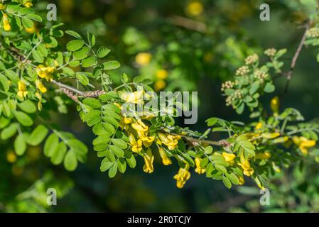 Sibirischer Bauernstrauch, Caragana arborescens gelbe Blüten im Zweigfokus Stockfoto