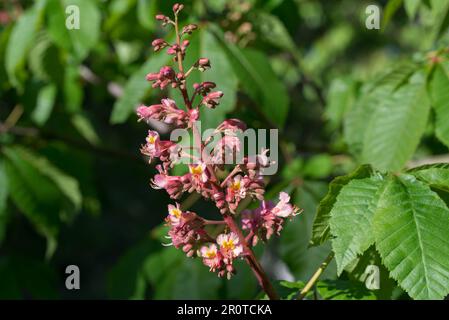 Aesculus carnea, rote Rosskastanienblüten auf Zweigverschlüssen, selektiver Fokus Stockfoto