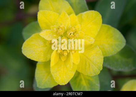 Euphorbia polychroma, Cusion spyrge Frühlingsblüte, Aufschlussselektiv Stockfoto