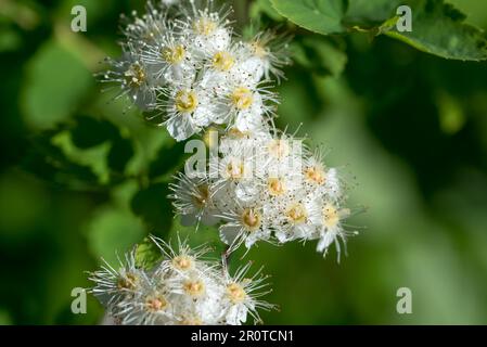 Sträucher mit weißen Frühlingsblumen schließen selektiven Fokus Stockfoto