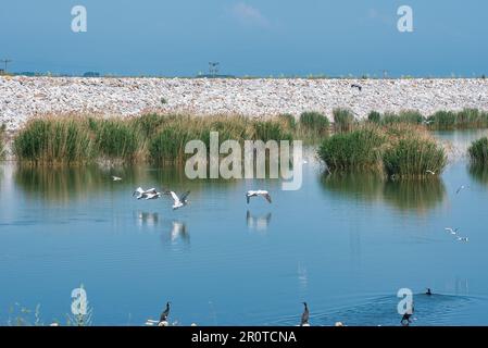 Lake Karla, ruhiger und schöner See, Griechenland, ein einzigartiges Feuchtgebiet mit Wasserveränderungen, kleinen Inseln und Wasserpflanzen und Vögeln. Stockfoto