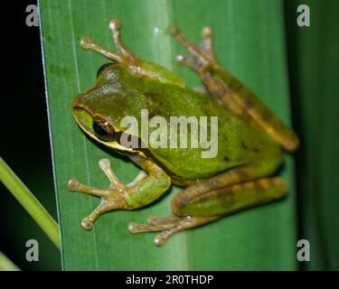 Grüner Baumfrosch in Costa Rica. Der amerikanische grüne Baumfrosch (Dryophytes cinereus oder Hyla cinerea) ist eine gemeinsame Baumpflanzenart des Neuen Welt-Baumfrosches Stockfoto