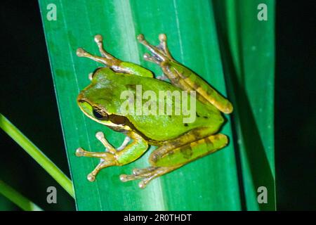 Grüner Baumfrosch in Costa Rica. Der amerikanische grüne Baumfrosch (Dryophytes cinereus oder Hyla cinerea) ist eine gemeinsame Baumpflanzenart des Neuen Welt-Baumfrosches Stockfoto