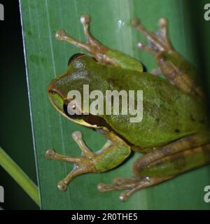Grüner Baumfrosch in Costa Rica. Der amerikanische grüne Baumfrosch (Dryophytes cinereus oder Hyla cinerea) ist eine gemeinsame Baumpflanzenart des Neuen Welt-Baumfrosches Stockfoto