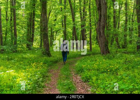 Ein Naturfotograf wandert den Pfad im grünen Quellwald entlang Stockfoto