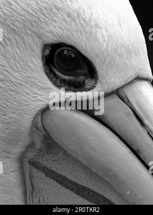 Ein Schwarzweißbild eines australischen Pelikans mit seinem durchdringenden Auge und seinen unverwechselbaren Merkmalen. Stockfoto