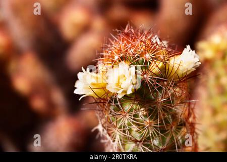 Mammillaria elongata Pflanze -Gold Spitzen Kaktus oder Dame Finger Kaktus - , Pflanze mit ovalen Stielen bedeckt mit braunen Stacheln mit Gelbe Blüten Stockfoto