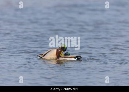 Mallard Anas platyrhynchos, 2 Erwachsene Männer kämpfen, Suffolk, England, Mai Stockfoto