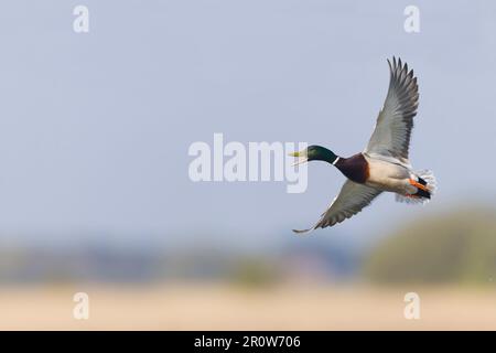 Mallard Anas platyrhynchos, männlicher Erwachsener meldet sich im Flug, Suffolk, England, Mai Stockfoto