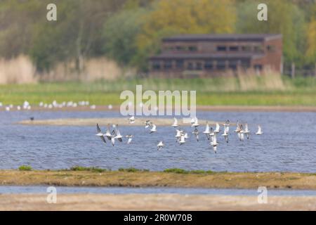 Gemischte Schar mit Ruff Philomachus pugnax, Greenshank Tringa nebularia und Knot Calidris canutus, die mit Vogelfell im Hintergrund fliegen Stockfoto