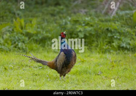 Gewöhnlicher Fasan Phasianus colchicus, männlicher Erwachsener, Suffolk, England, Mai Stockfoto