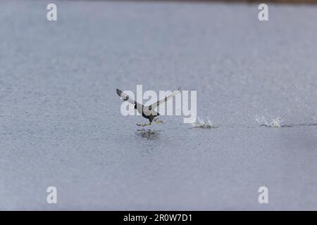 Eurasische Muschel Fulica atra, Erwachsener, der über Wasser läuft, Suffolk, England, Mai Stockfoto