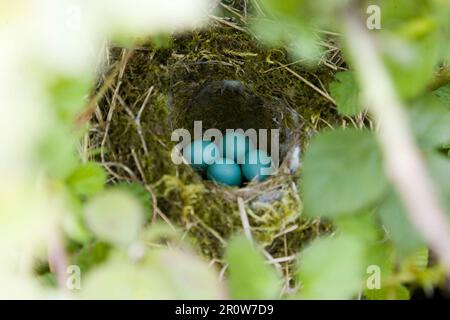 Dunnock Prunella modularis, Nest mit 4 Eiern, Suffolk, England, Mai Stockfoto