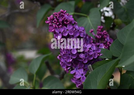 Hochwertiges Stockfoto der lilafarbenen Blüte im australischen Frühling, HD-Tapete. Flieder symbolisieren Frühling und Erneuerung, während sie früh blühen Stockfoto