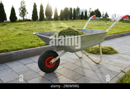 Eine Schubkarre voller Gras, die das Gras transportiert. Schubkarre im Garten. Gartenarbeit. Stockfoto