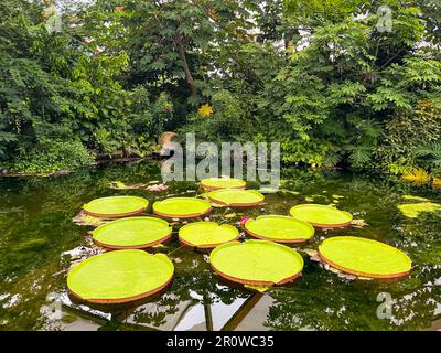 Teich mit den wunderschönen Seerosenblättern von Königin Victoria Stockfoto