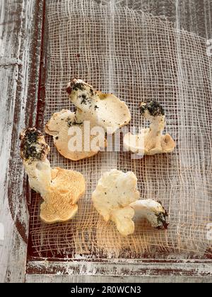 Igel-Pilze Stockfoto