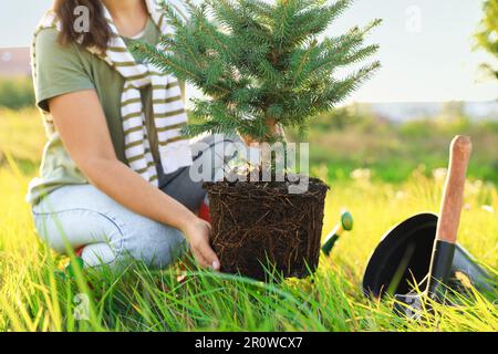 Eine Frau pflanzt Koniferenbaum auf der Wiese an einem sonnigen Tag, Schließung Stockfoto