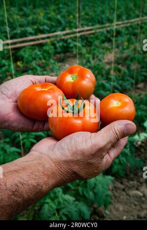 Der Bauer hält frische Tomaten in den Händen. Nahaufnahme Stockfoto