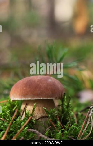 Porcini-Pilze wachsen im Wald, Nahaufnahme Stockfoto