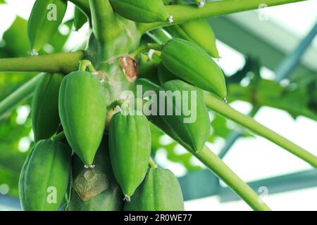 Unreife Papaya-Früchte wachsen auf Bäumen im Freien, Nahaufnahme Stockfoto