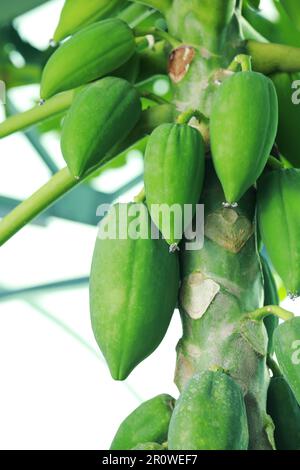 Unreife Papaya-Früchte wachsen auf Bäumen im Freien, Nahaufnahme Stockfoto