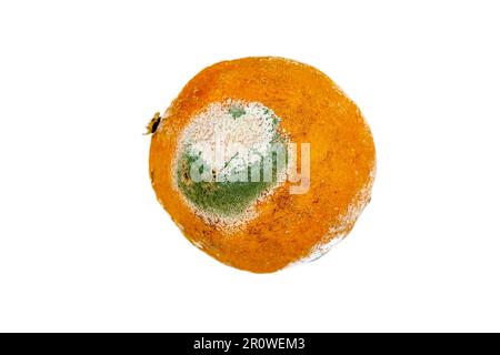 Verschimmelte orange Stockfoto