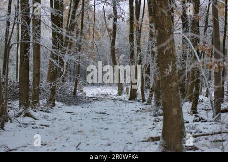 Ein malerischer Winterpfad schlängelt sich durch einen verschneiten Wald Stockfoto