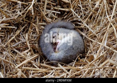 die essbare europäische Dormaus glis glis schläft im Winterschlaf auf einem Strohnest in der Scheune zala grafschaft ungarn Stockfoto