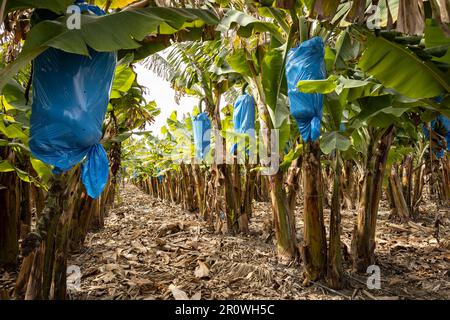 Bananenstücke, zum Schutz mit blauen Nylonbeuteln bedeckt, in einer Bananenplantage Stockfoto