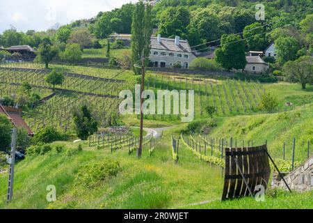 Weinberge Weingärten am Balaton in Baracsony Hungray mit wunderschöner Aussicht. Stockfoto