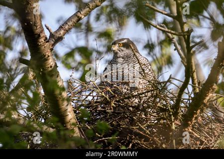 Perfekt getarnt... Nördlicher Goshawk ( Accipiter gentilis ), weiblicher Goshawk auf den Augen, Raubvogelnest Stockfoto