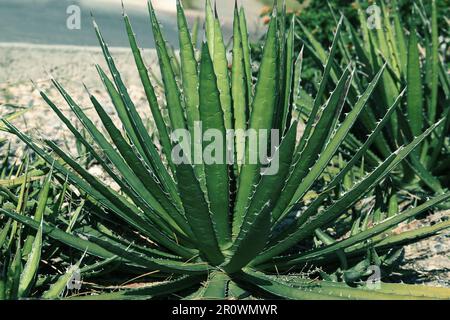 Wunderschöne Agave-Pflanzen wachsen an sonnigen Tagen im Freien Stockfoto