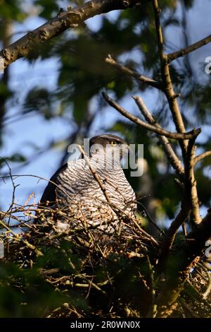 In der Morgensonne... Nördlicher Goshawk ( Accipiter gentilis ), weiblicher Goshawk auf dem Auge Stockfoto