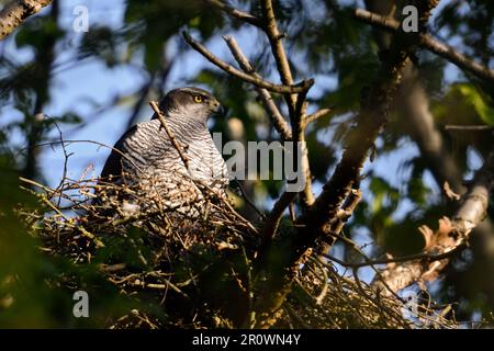 In der Morgensonne... Nördlicher Goshawk ( Accipiter gentilis ), weiblicher Goshawk auf dem Auge Stockfoto