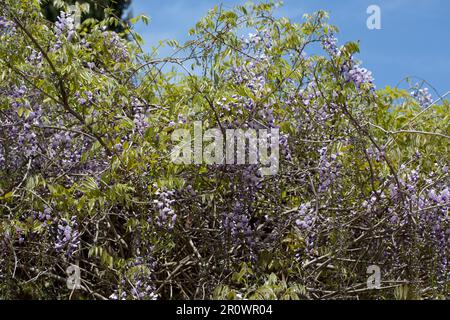 Blühende violette Wisteria Sinensis. Wunderschöner, fruchtbarer Baum mit duftenden klassischen lila Blumen in hängenden Racemes. Blaue Chinesische Wisteria ist eine Spezies Stockfoto