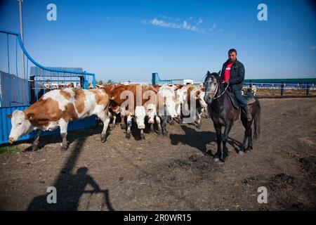 Provinz Nordkasachstan - 12. Mai 2012: Kasachischer Hirte auf Pferd (rechts) und Kuhherde am Morgen. Stockfoto