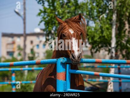 Lange Mähne, junges braunes Pferd im Stall. Sieht direkt in die Kamera. Verschwommenes Gebäude und Baum im Hintergrund. Stockfoto